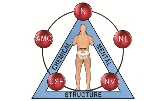 Elementos de kinesiología aplicada