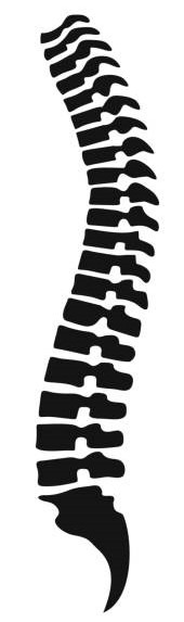 La quiropráctica cuida la columna vertebral y el sistema nervioso
