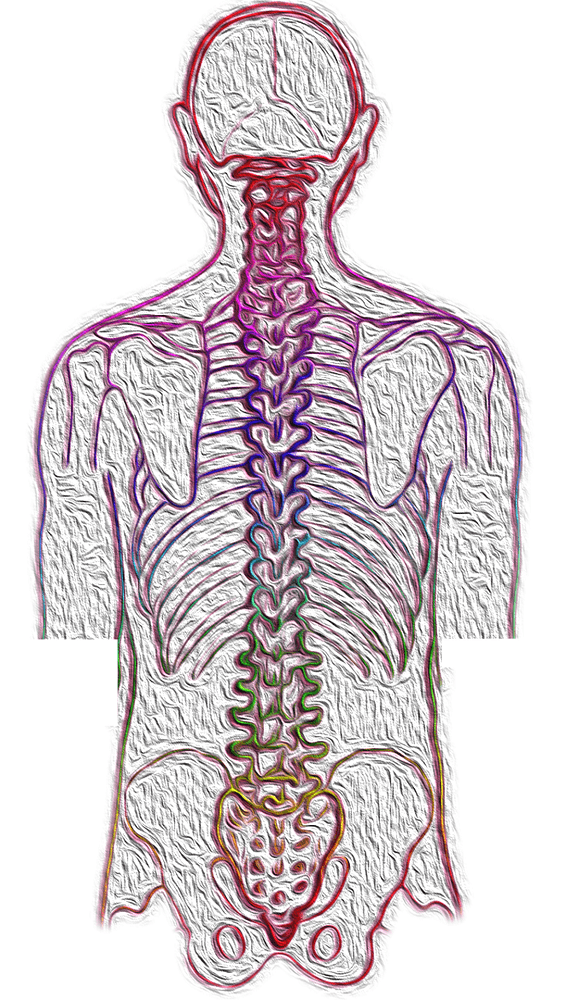Integración de columna vertebral y esqueleto en el cuerpo